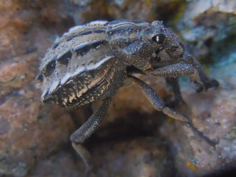 Curculionidi dal Nord Sardegna: Brachycerus albidentatus